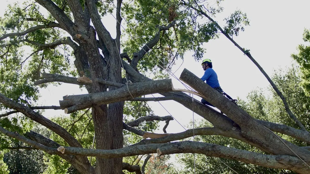 Professional Crown Thinning performed by certified arborists in Harpswell