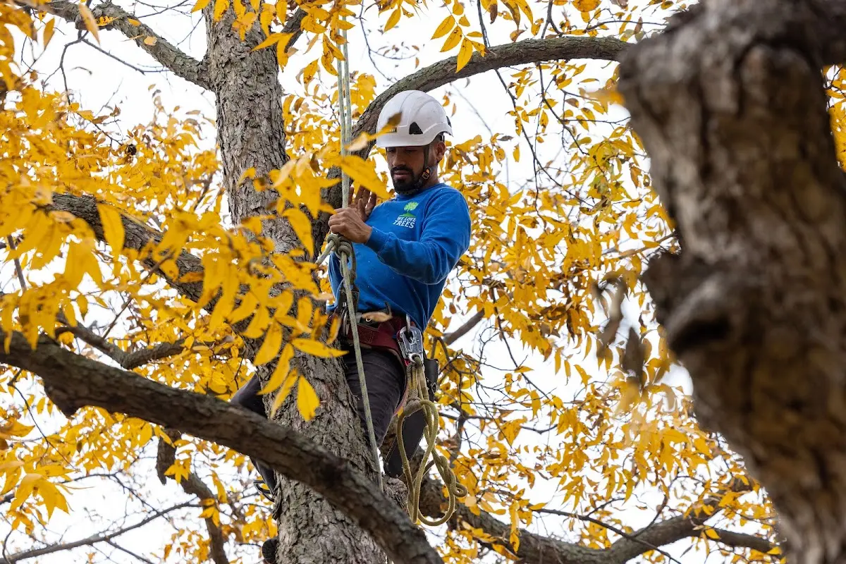 Skilled Tree Pruning crew working in Harpswell